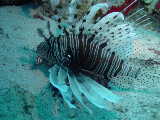 Click to see lionfish2.jpg