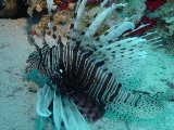 Click to see lionfish3.jpg