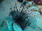 Click to see lionfish.jpg