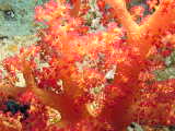 Click to see coralpolyps2.JPG