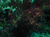 Click to see coralpolyps3.JPG