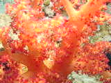 Click to see coralpolyps.JPG