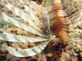 Click to see lionfish.JPG
