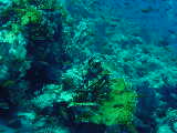 Click to see reefscene.JPG