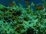 Click to see fireanthias.jpg