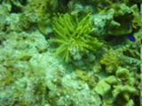 Click to see anemone.jpg