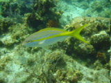 Click to see yellowtail.jpg
