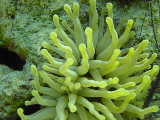 Click to see anemone2.jpg