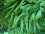 Click to see anemone.jpg