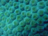 Click to see coral.jpg