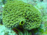 Click to see coralsponge.jpg