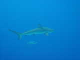 Click to see sharkfish.jpg